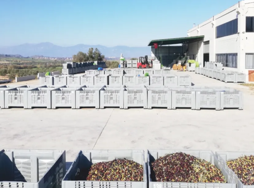 Olive crates in the facility yard