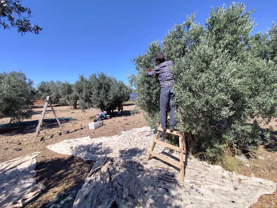A worker picking olives from a ladder, with the harvest team in the background