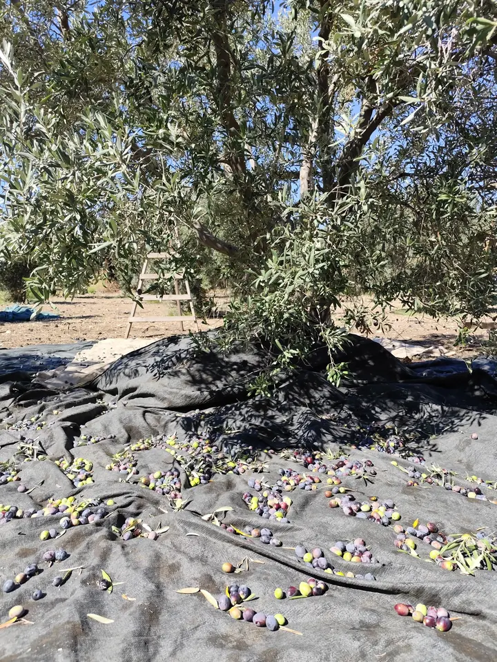 Olives gathered on a net spread under the tree