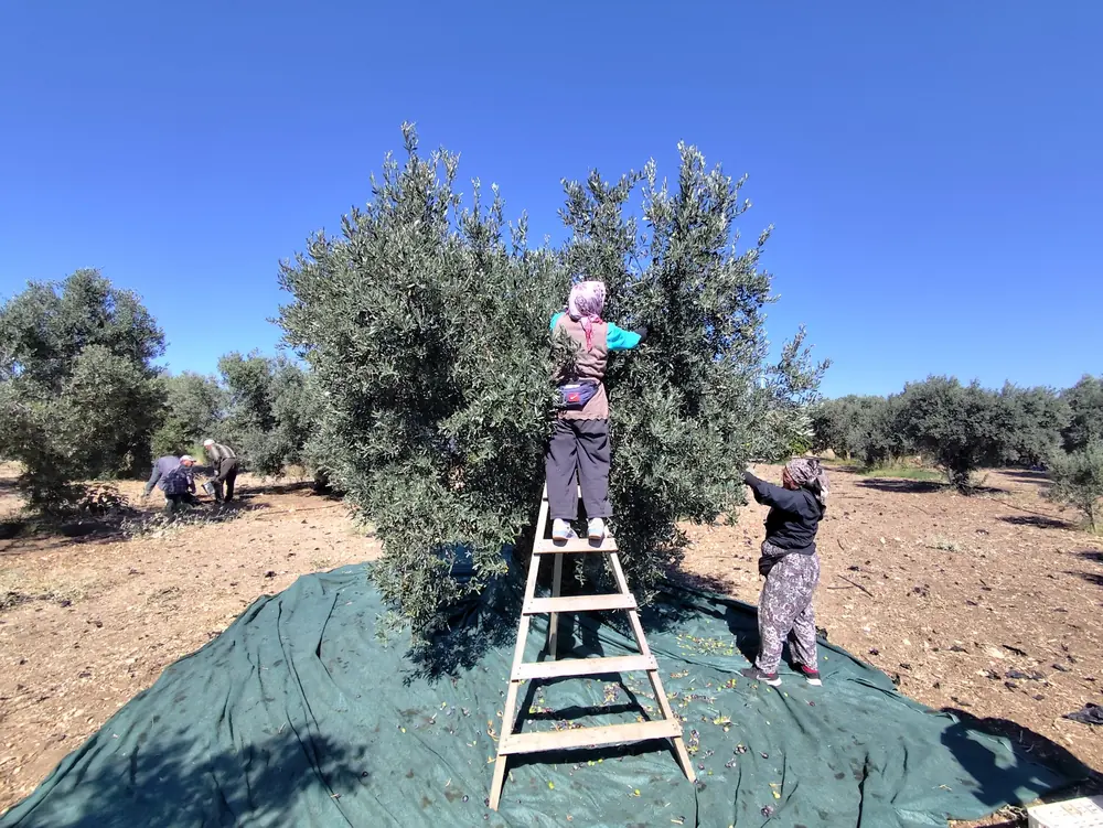 Harvest: one worker on a ladder and another picking from the ground