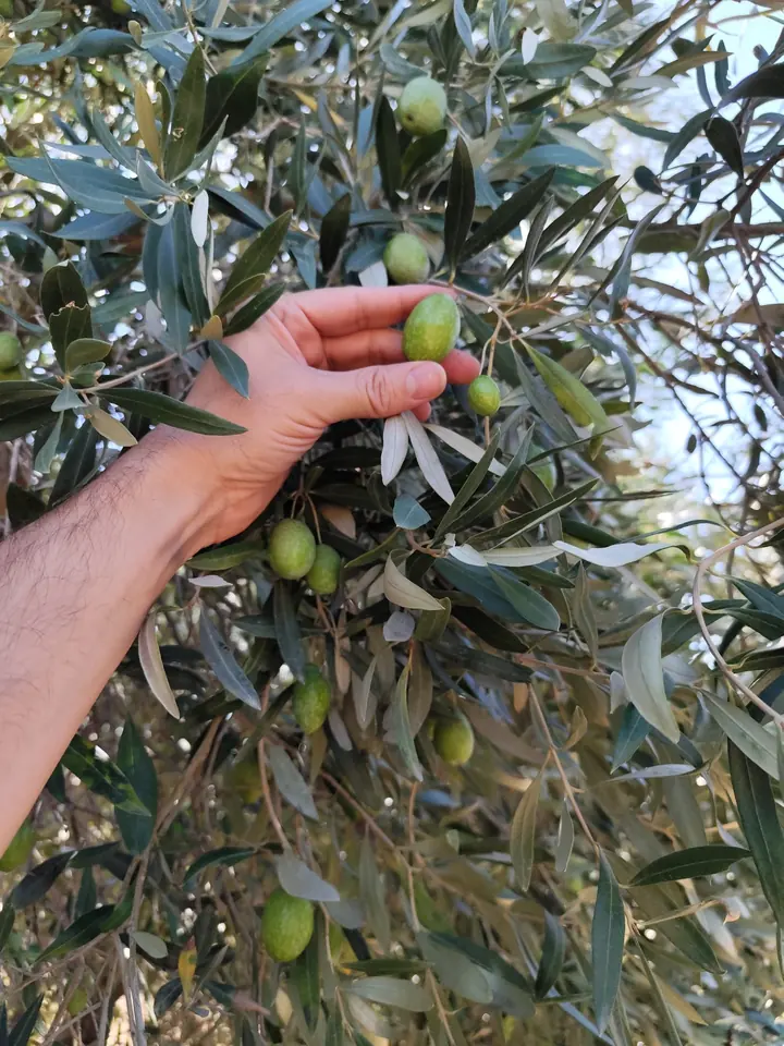 A hand holding an olive on its branch