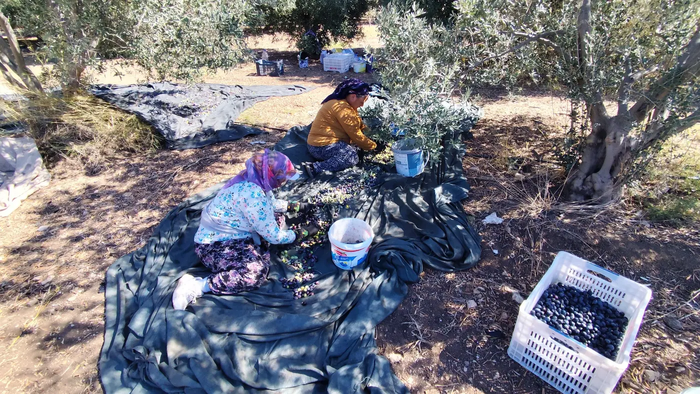 Two women picking olives, with a full crate beside them