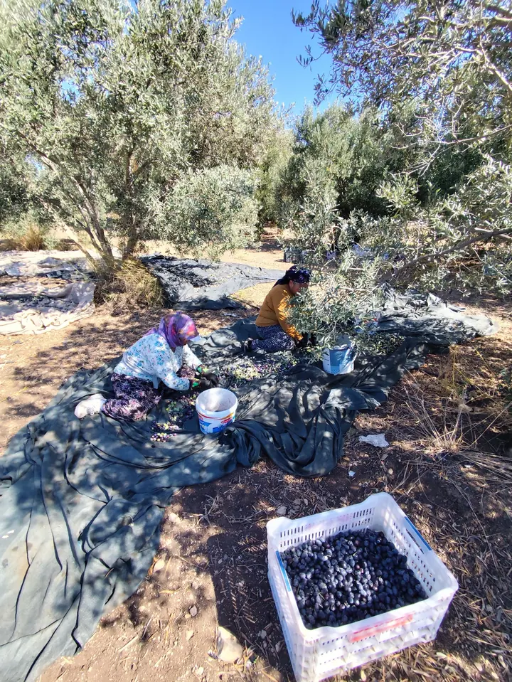 Women picking olives and a crate full of olives