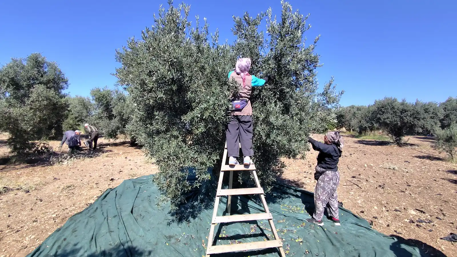 Olive harvest in Akköy: a worker picks olives from a tree on a ladder