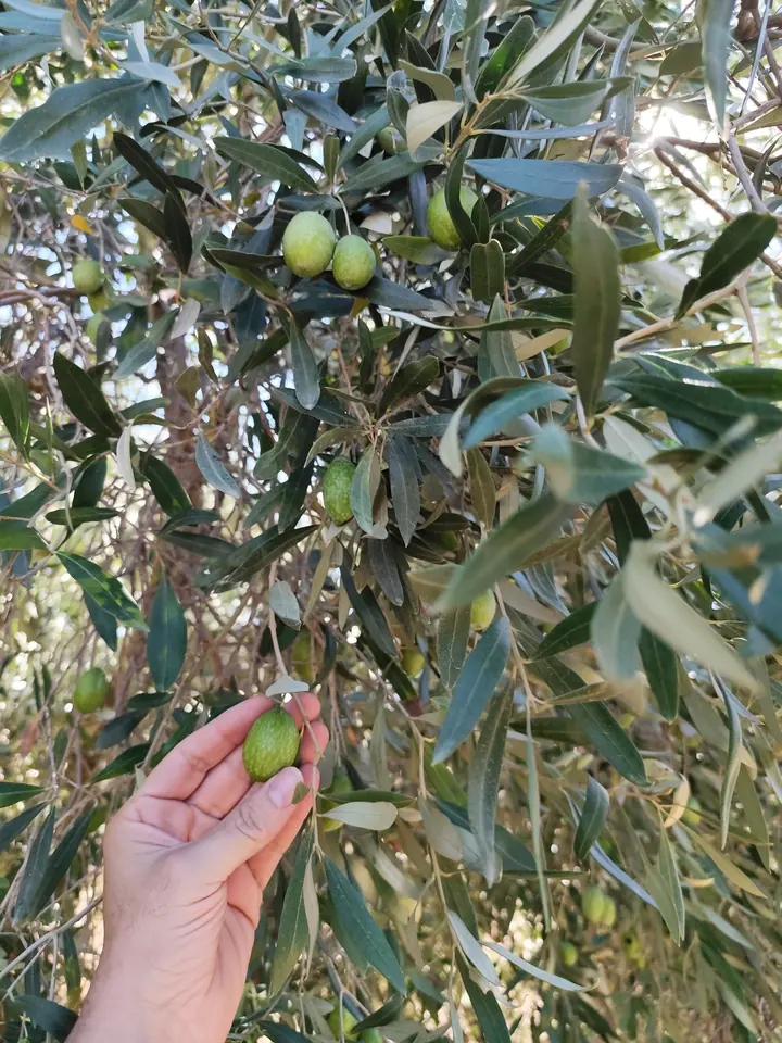 An olive ripening on its branch
